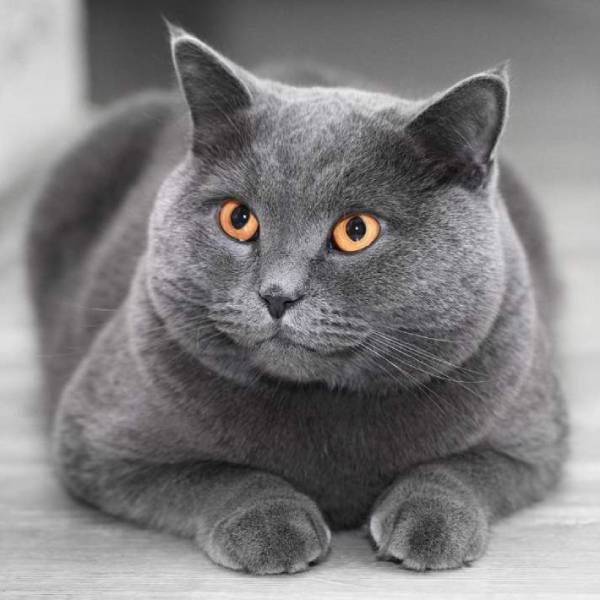 Razas de Gatos Ingles gris