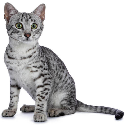 raza de gato Egyptian Mau