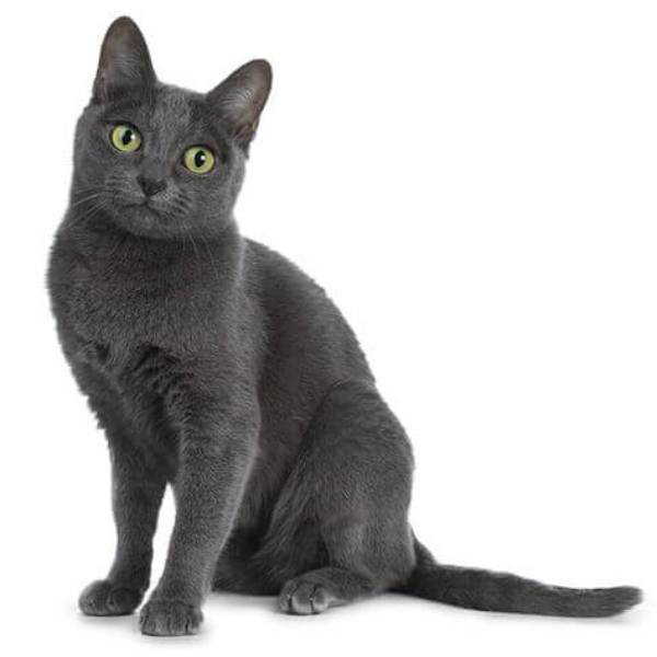 raza de gato korat