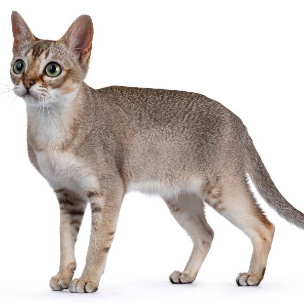 raza de gato Singapura