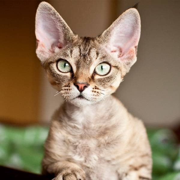 raza de gato Devon rex