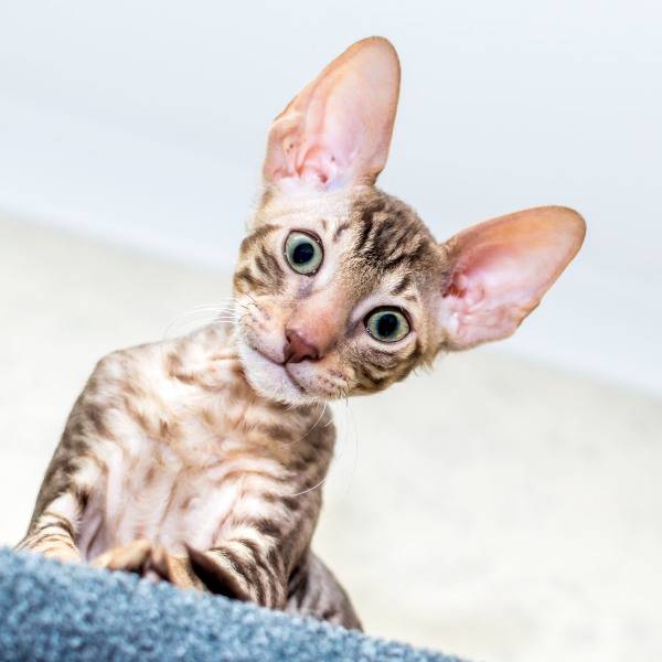 raza de gato Cornish Rex