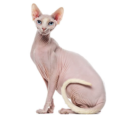 raza de gato Sphynx