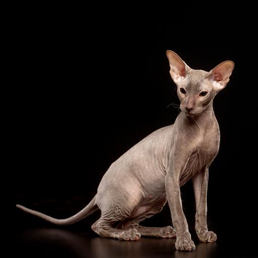 raza de gato Peterbald