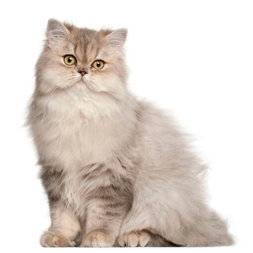 raza de gato Persian
