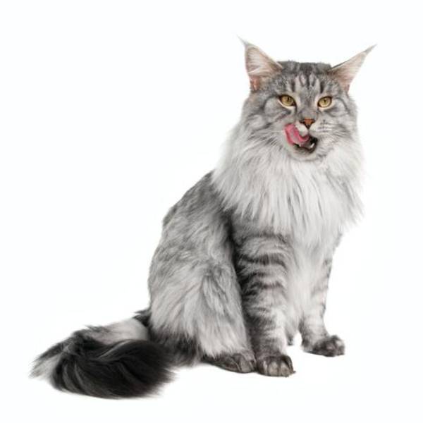raza de gato Maine coon