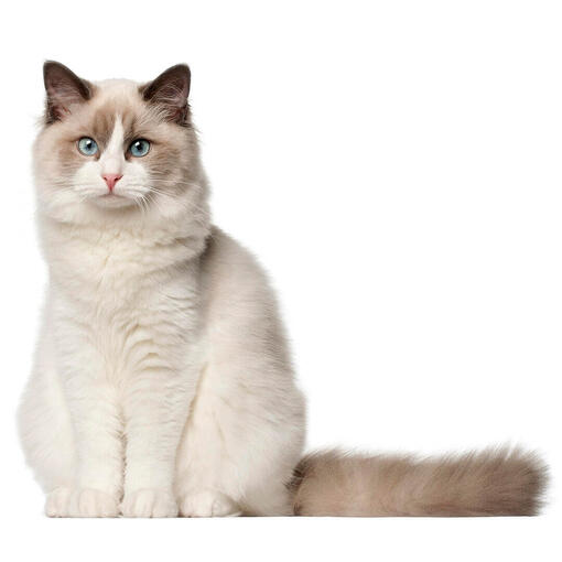 raza de gato Ragdoll