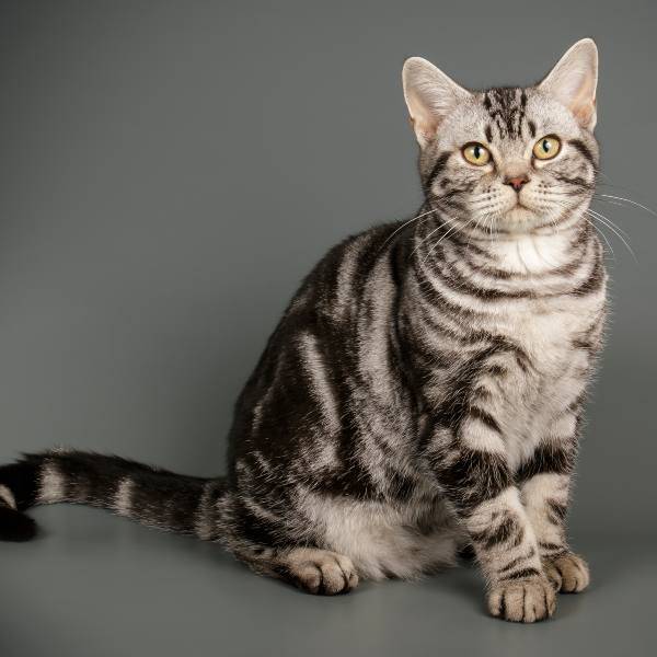 Razas de gatos American Shorthair