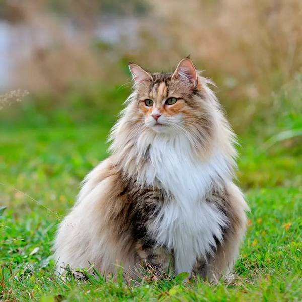 raza de gato Bosque de Noruega