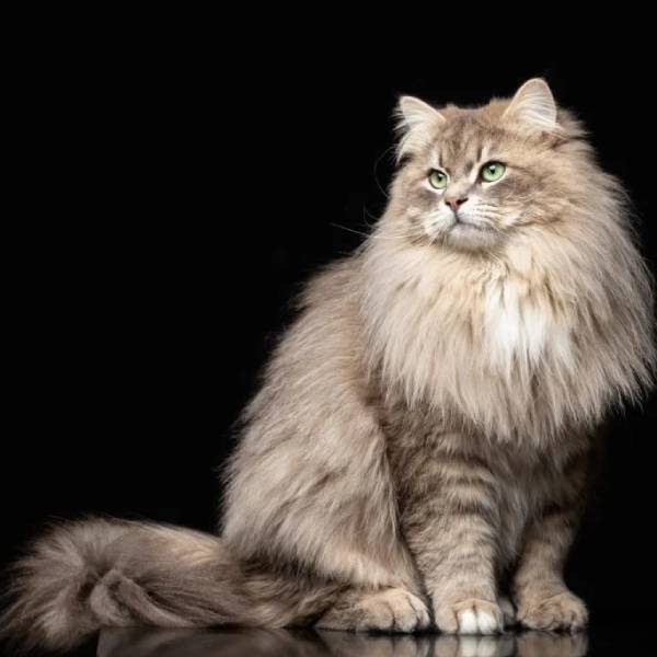 raza de gato Siberian