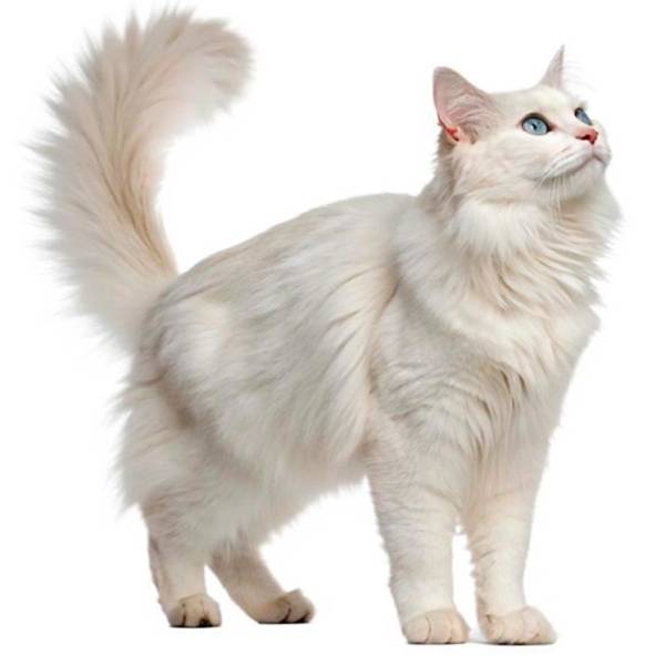 raza de gato Turkish Angora