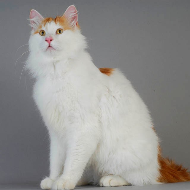 raza de gato Turkish Van 