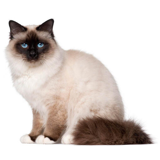 raza de gato Birman