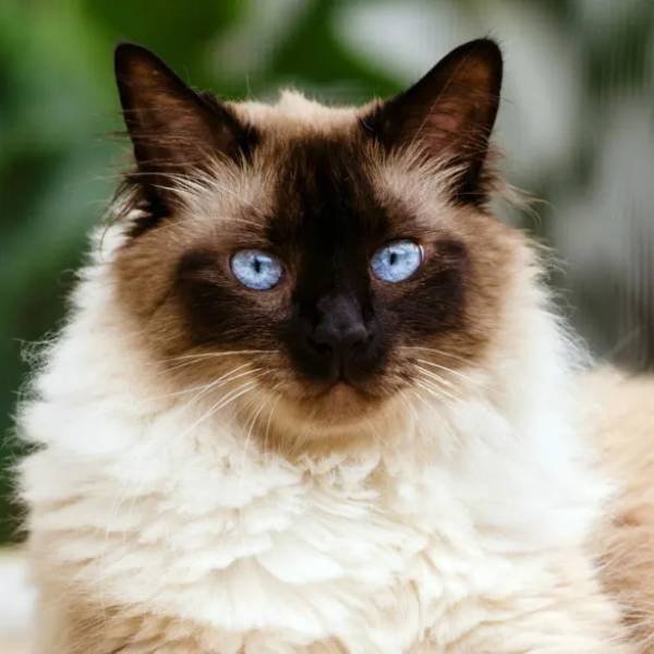 raza de gato Himalayan 