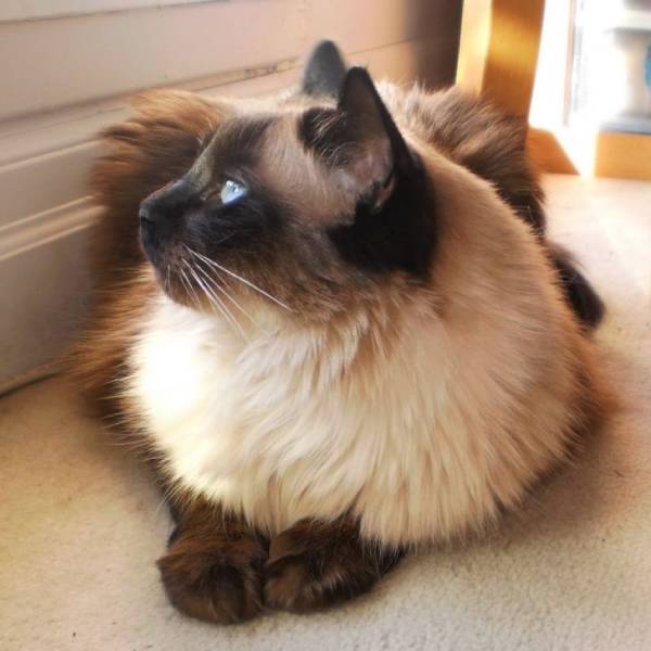 raza de gato Balines