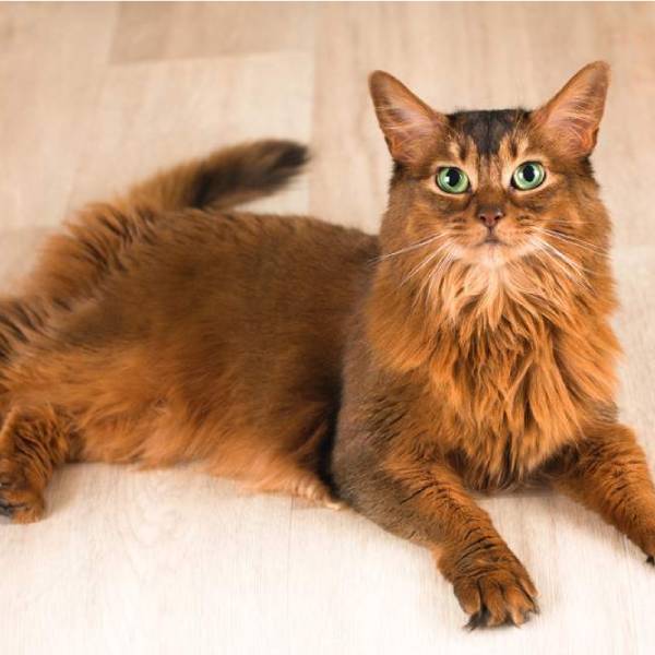 raza de gato Somali