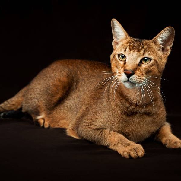 raza de gato Chausie