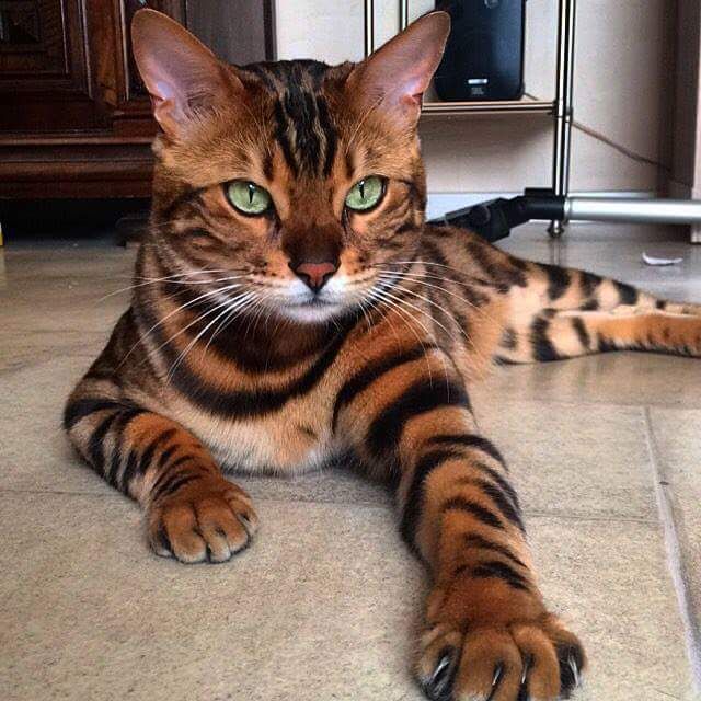 raza de gato Bengali