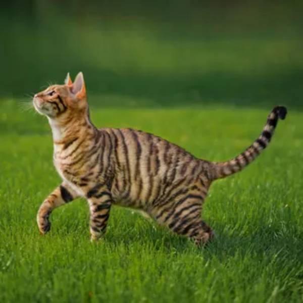 raza de gato Toyger