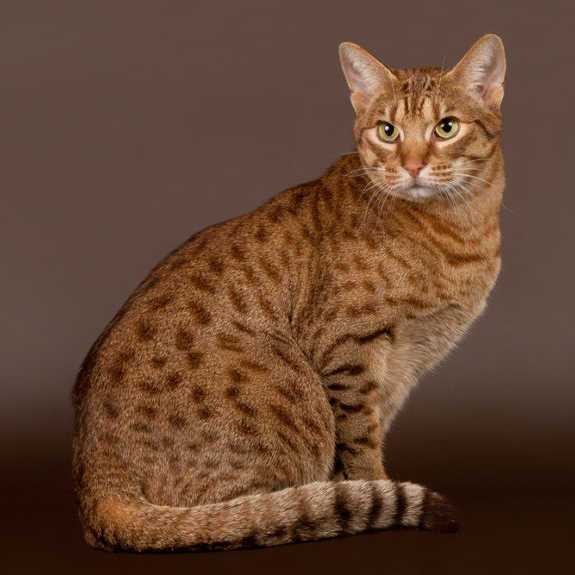 raza de gato Ocicat