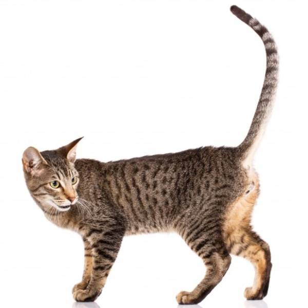 raza de gato Serengeti