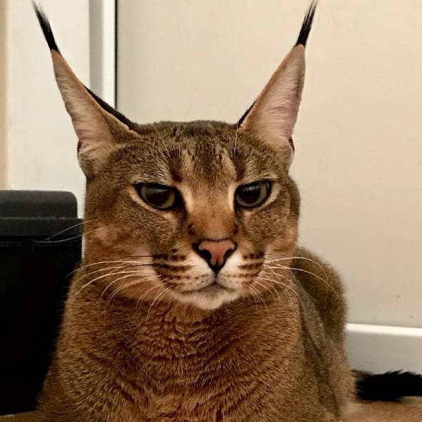 raza de gato Caracat hibrido