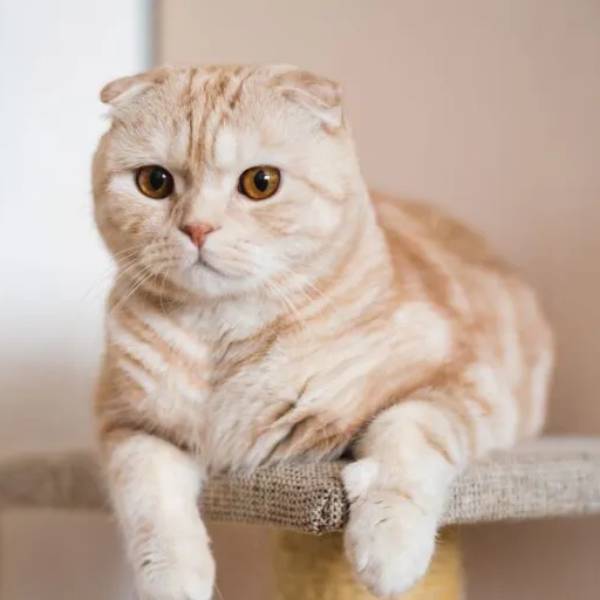 raza de gato Scottish Fold 