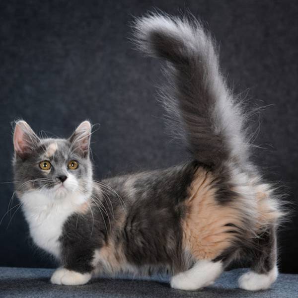 raza de gato Munchkin