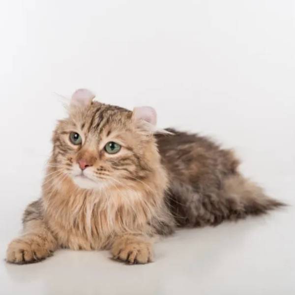 raza de gato American Curl 