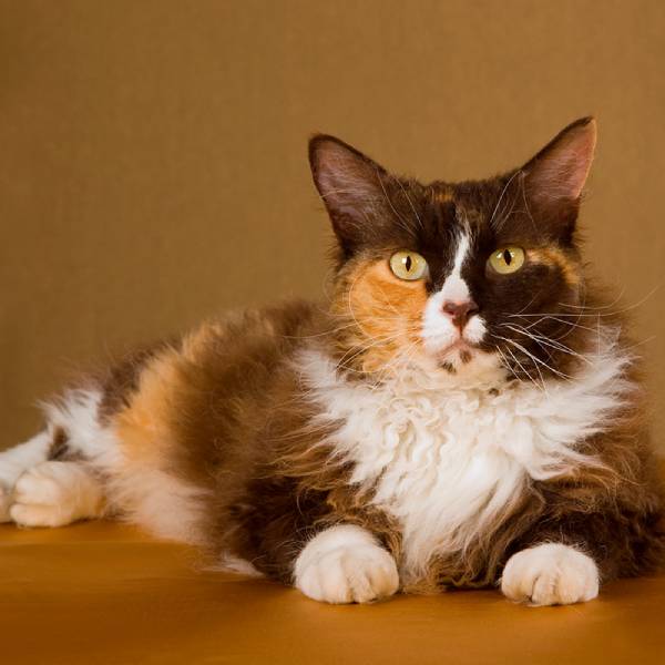 raza de gato LaPerm