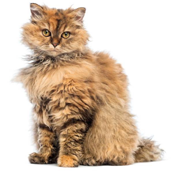 raza de gato Selkirk Rex