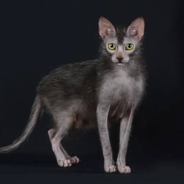 raza gato Lykoi Gato Hombre Lobo