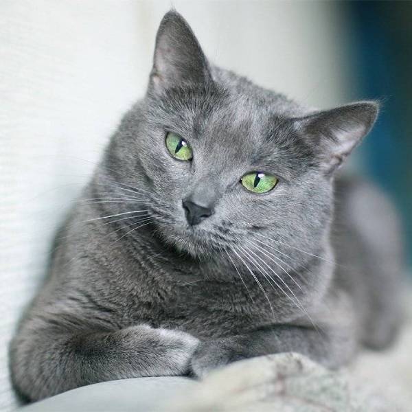 raza de gato Russian Blue