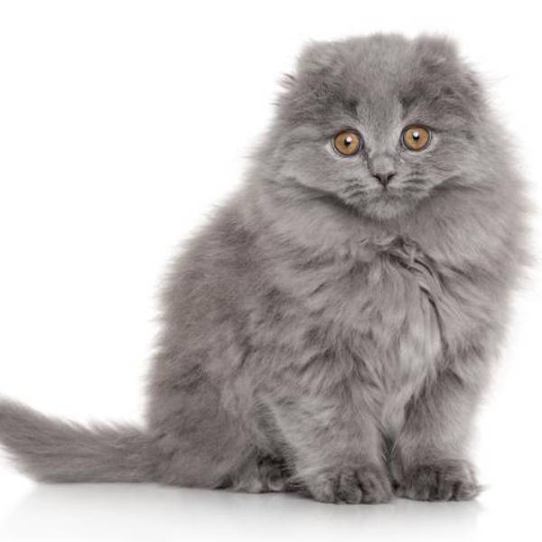 raza de gato Highland Fold
