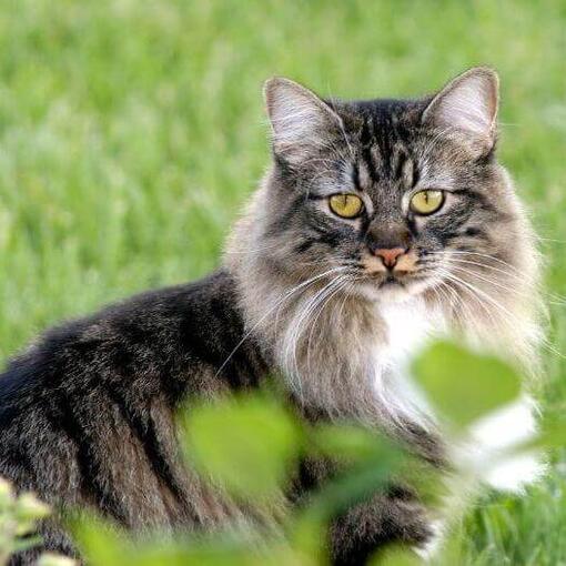 raza de gato Cymric