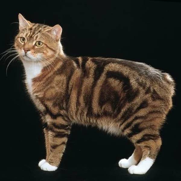 raza de gato Manx 
sin cola