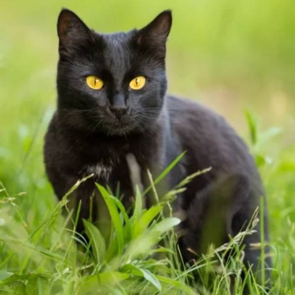raza de gato Bombay