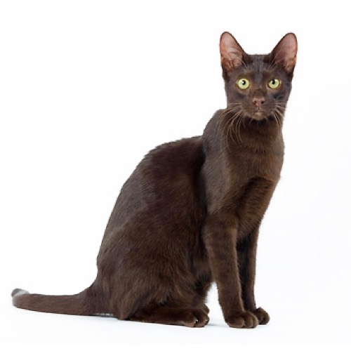 raza de gato Havana Brown
