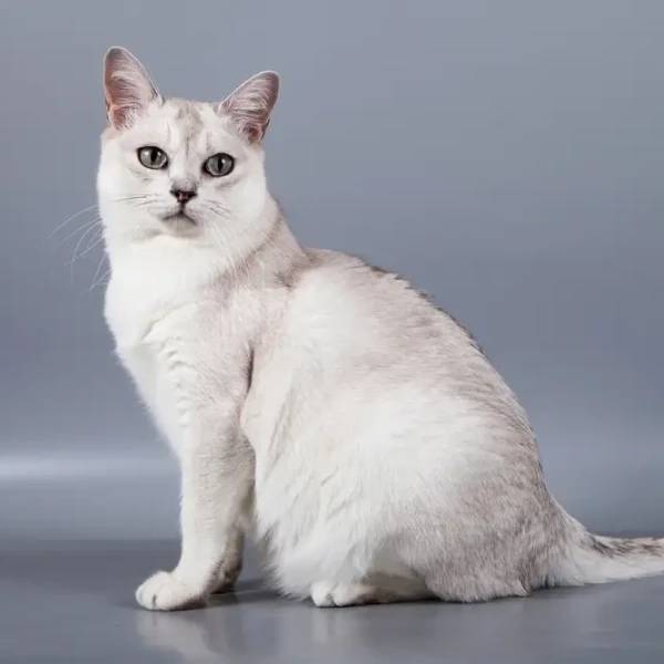 raza de gato Burmilla