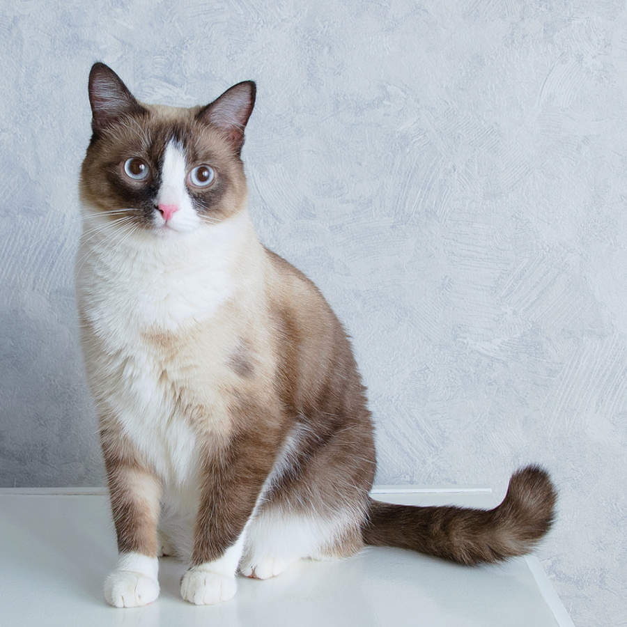 raza de gato Snowshoe