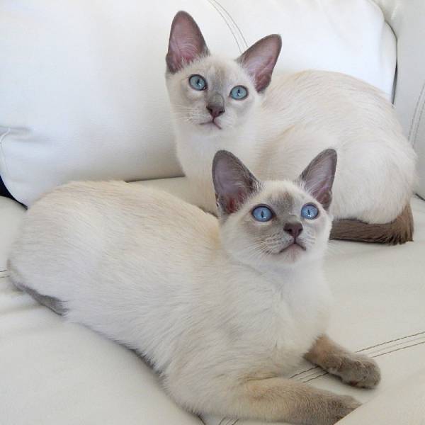 raza de gato Tonkinese