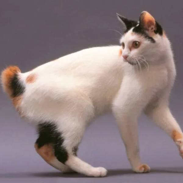 raza de gato Bobtail japones
