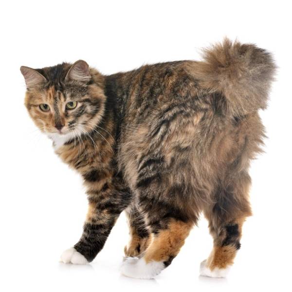 raza de gato kurilian bobtail