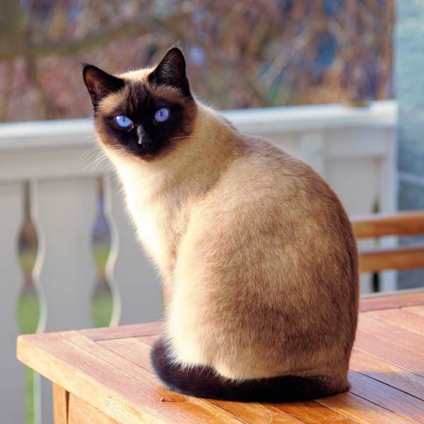 raza de gato Siamés