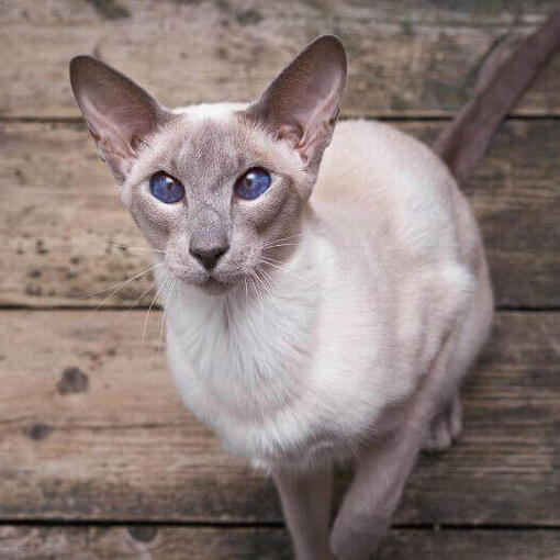 raza de gato oriental Shorthair