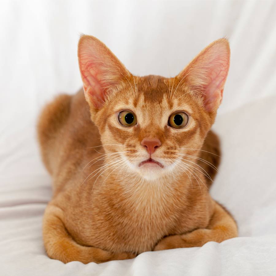 raza de gato Abyssinian
