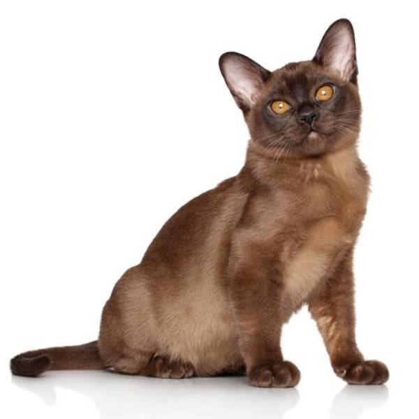 raza de gato Burmese