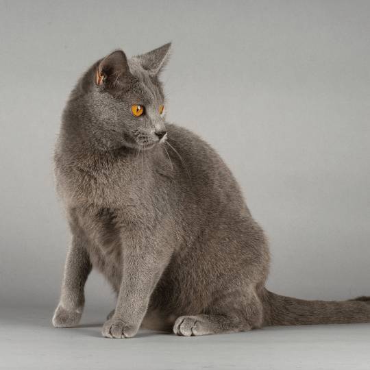 raza de gato Chartreux