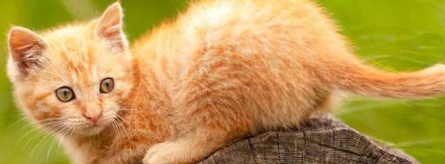 gatito mirando inquieto