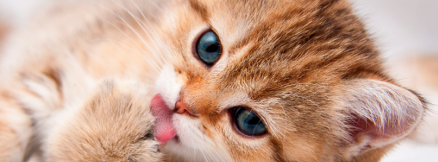 gatito bonito lamiéndose